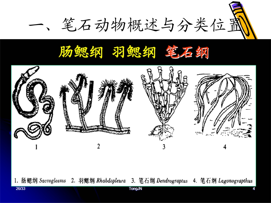 第八章笔石.ppt_第3页