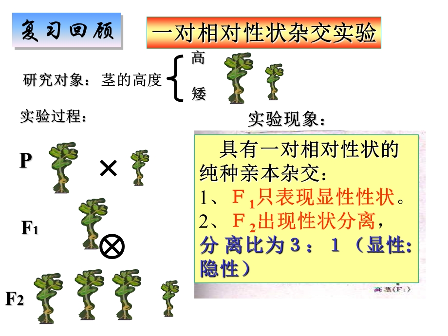 孟德尔的豌豆杂交实验(二)生物必修.ppt_第2页