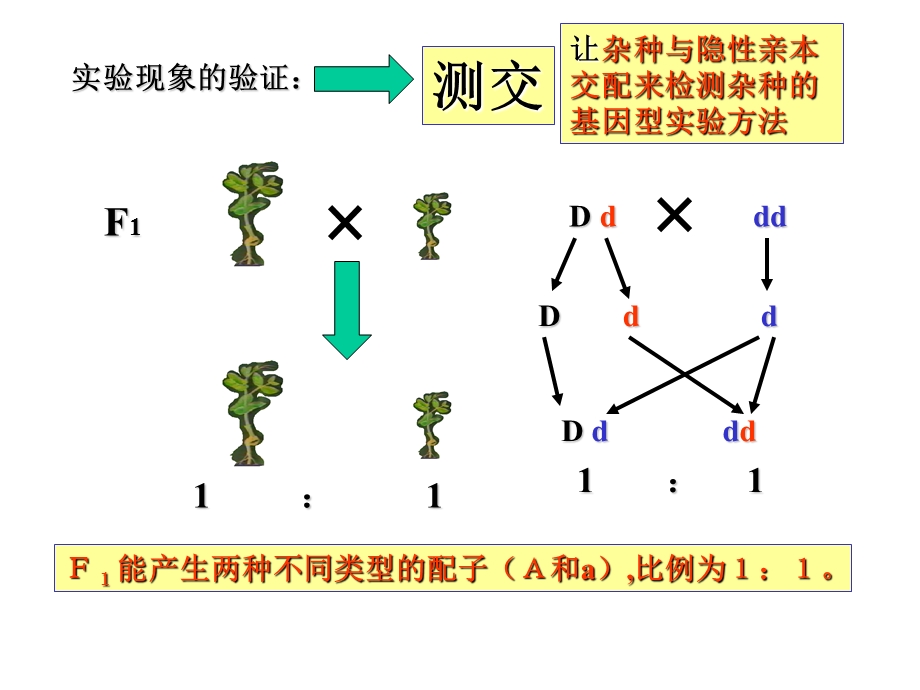 孟德尔的豌豆杂交实验(二)生物必修.ppt_第3页