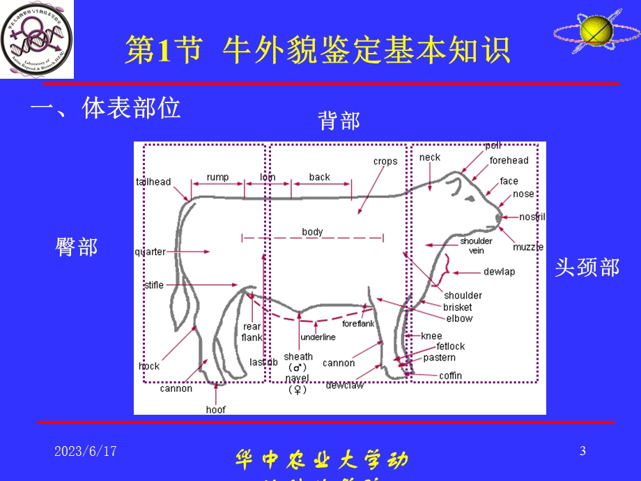 养牛学牛的外貌鉴定.ppt_第3页