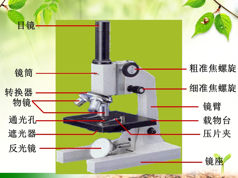 显微镜的结构和功能.ppt_第2页