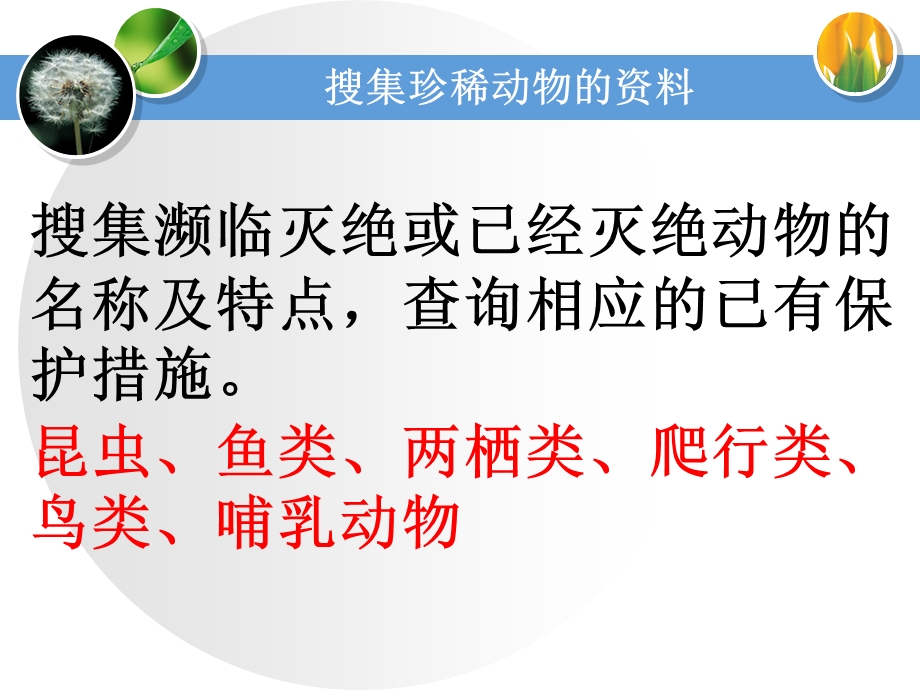 四年级珍稀动物的保护.ppt_第3页