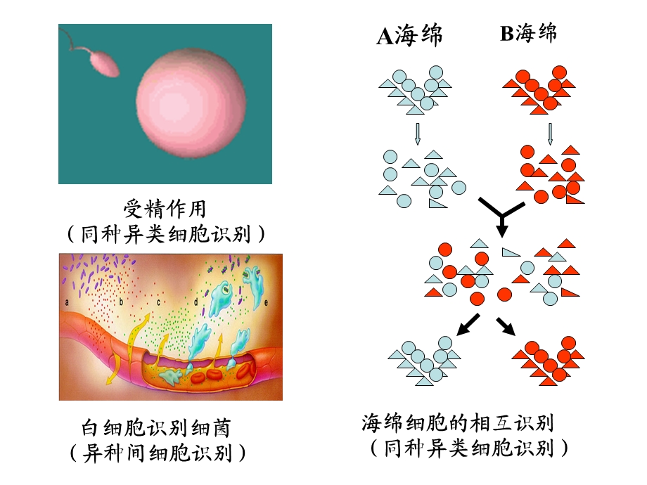 六节细胞膜与细胞识.ppt_第3页