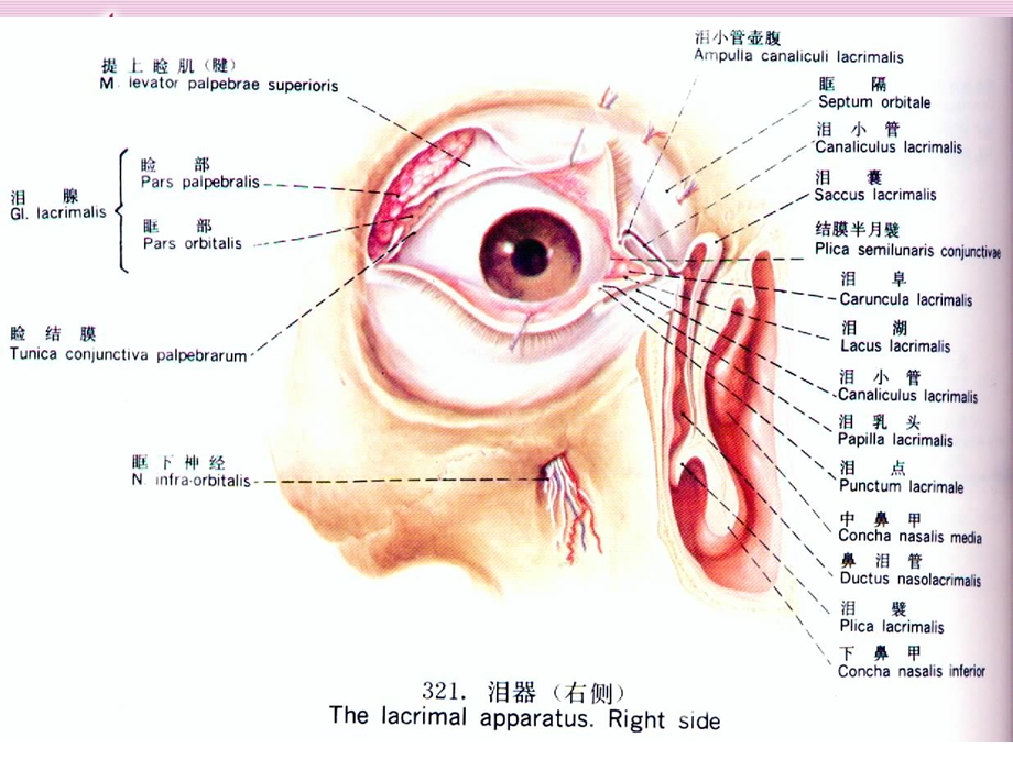 泪器病中国医科大学附属第四医院眼科.ppt_第3页