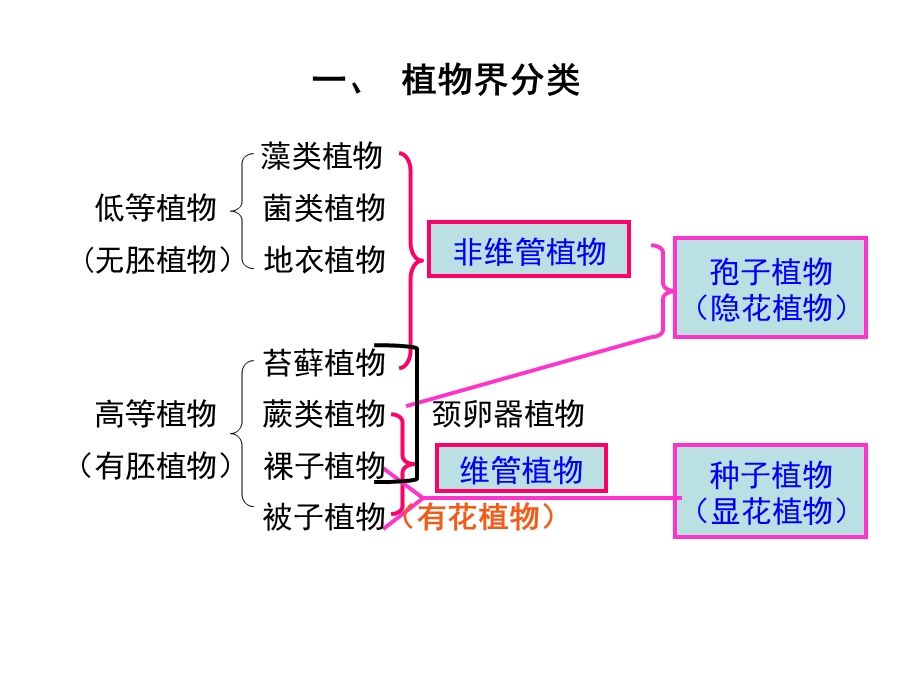 园林树木形态学.ppt_第2页