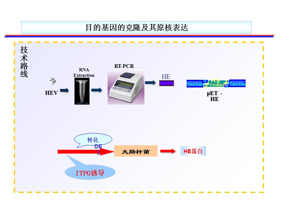 克隆表达与引物设计.ppt_第3页