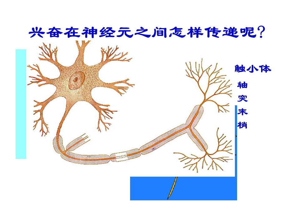 兴奋在细胞间的传递(图文并茂).ppt_第1页