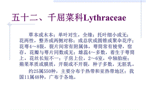 千屈菜科Lythraceae.ppt