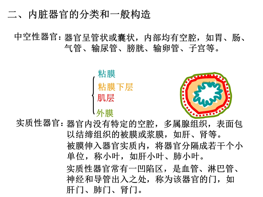 内脏总论及消化系统ppt课件.ppt_第3页