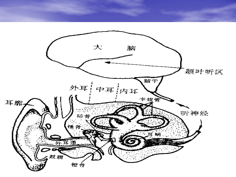 听觉障碍儿童的教育.ppt_第3页