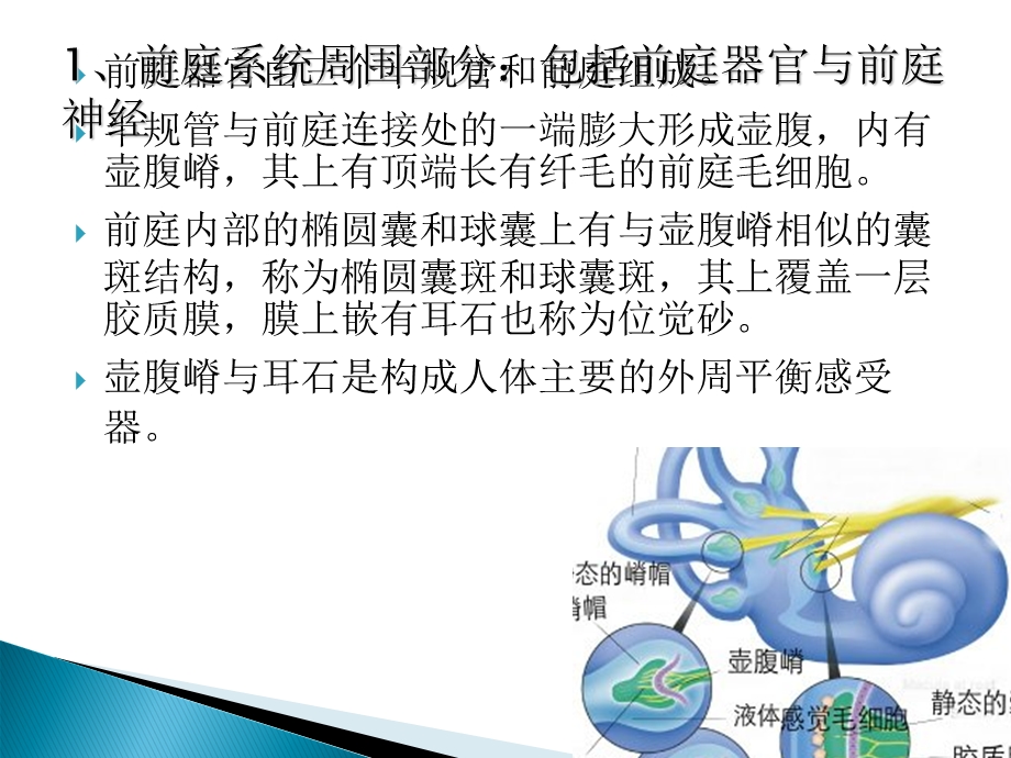 前庭功能诊断治疗.ppt_第2页