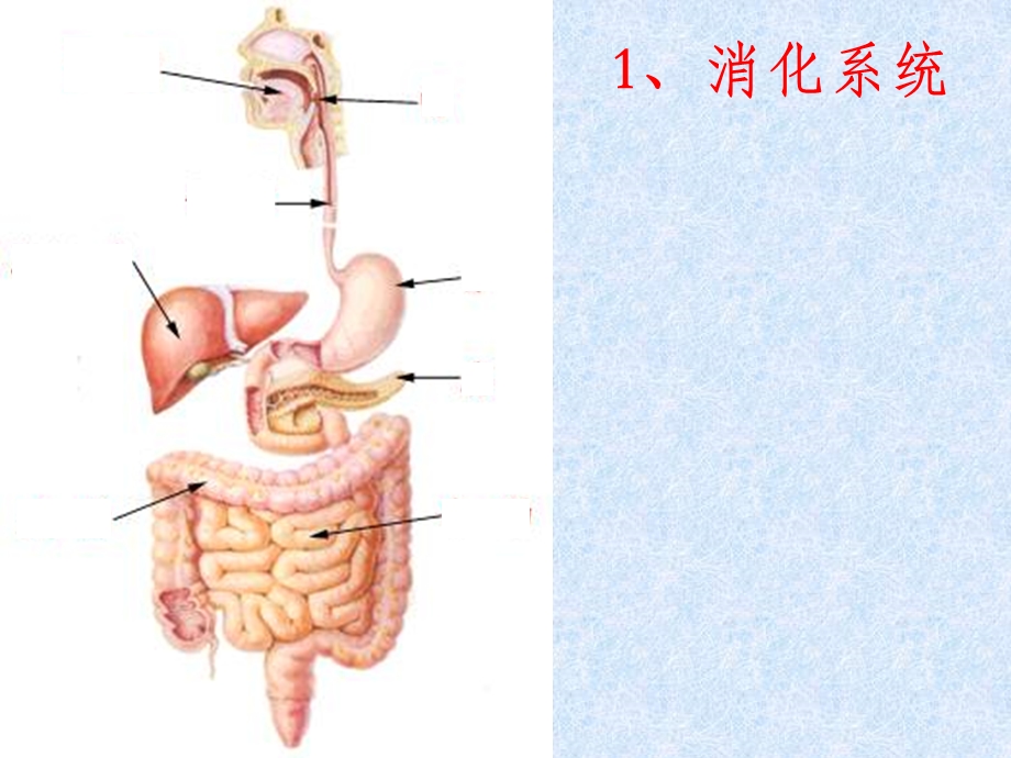 六节人和动物体内三大营养物质代谢.ppt_第3页