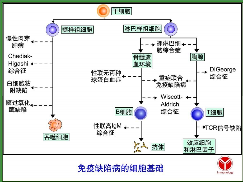 免疫缺陷性疾病.ppt_第3页