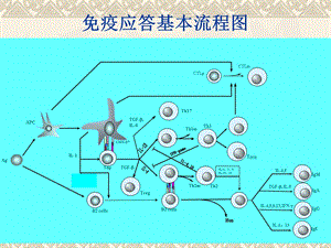 免疫应答基本流程图.ppt