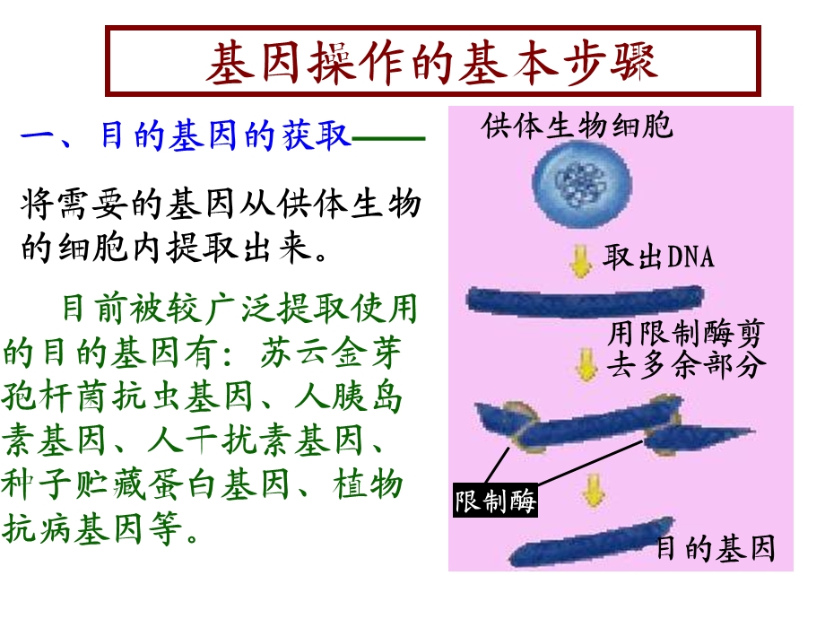 基因工程的基本操作程序.ppt_第3页