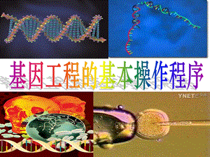 基因工程的基本操作程序.ppt