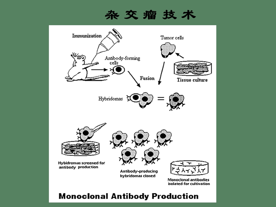 制药工程设备课件.ppt_第2页