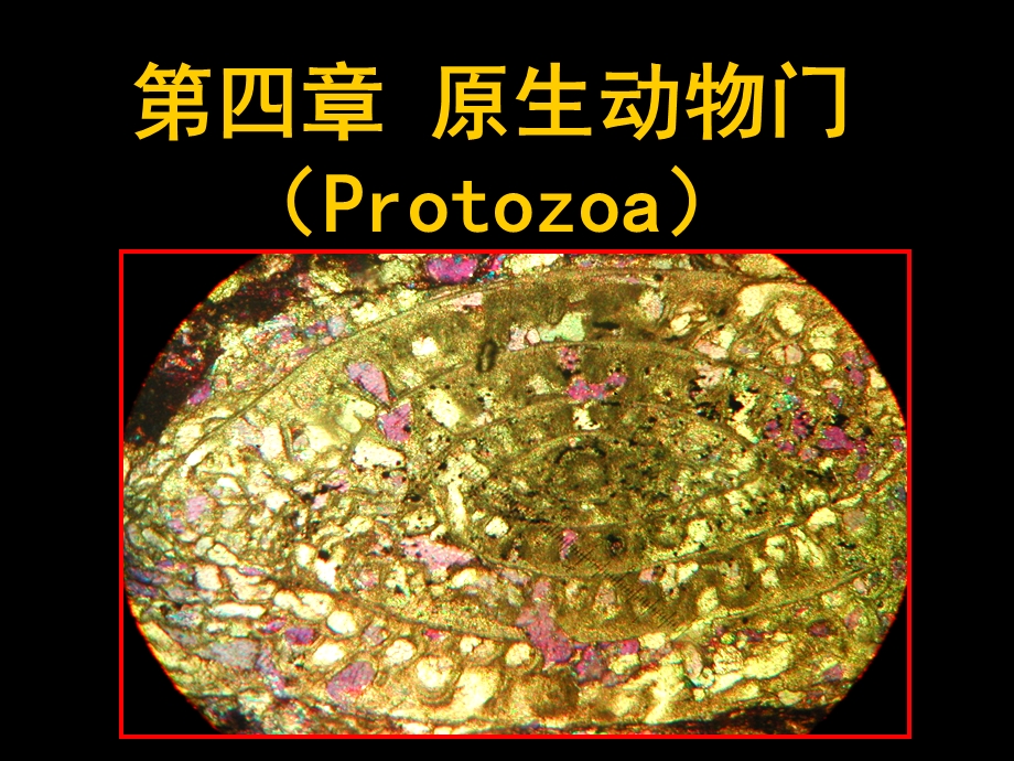 原生动物门Protozoa.ppt_第1页