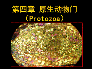 原生动物门Protozoa.ppt