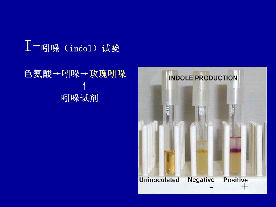 蛋白质样品的制备24.ppt_第2页