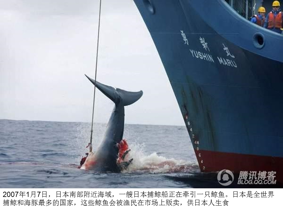 全球鲸的生存现状震撼人心.ppt_第1页