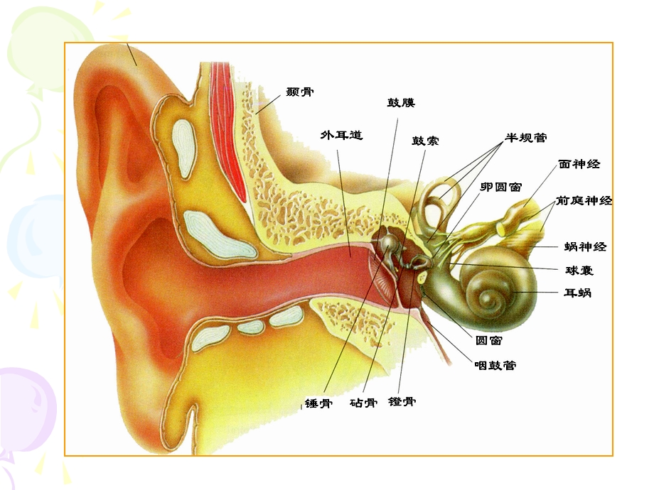 内耳中的平衡器官.ppt_第2页