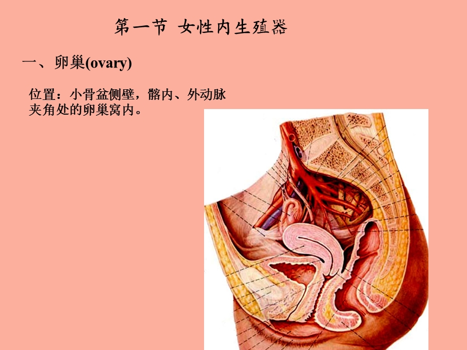内脏学女性生殖系统.ppt_第2页