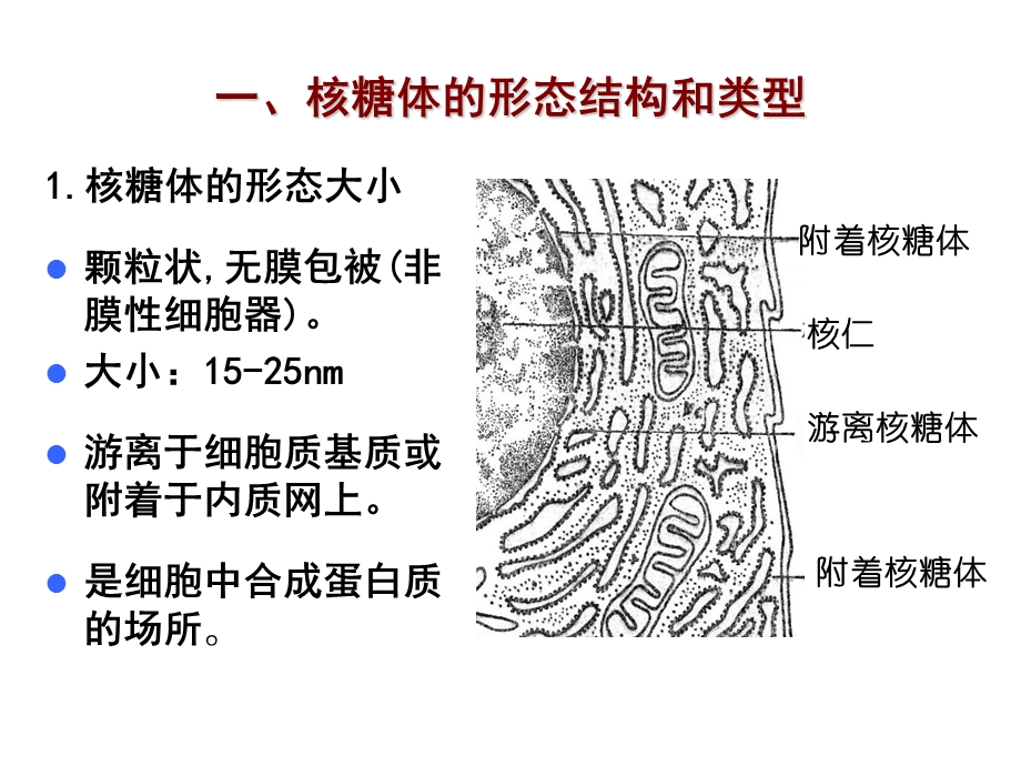 一核糖体形态结构和类型.ppt_第1页