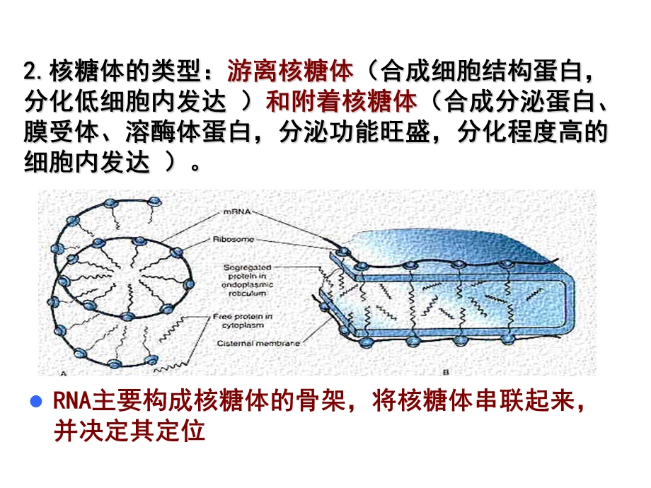 一核糖体形态结构和类型.ppt_第2页