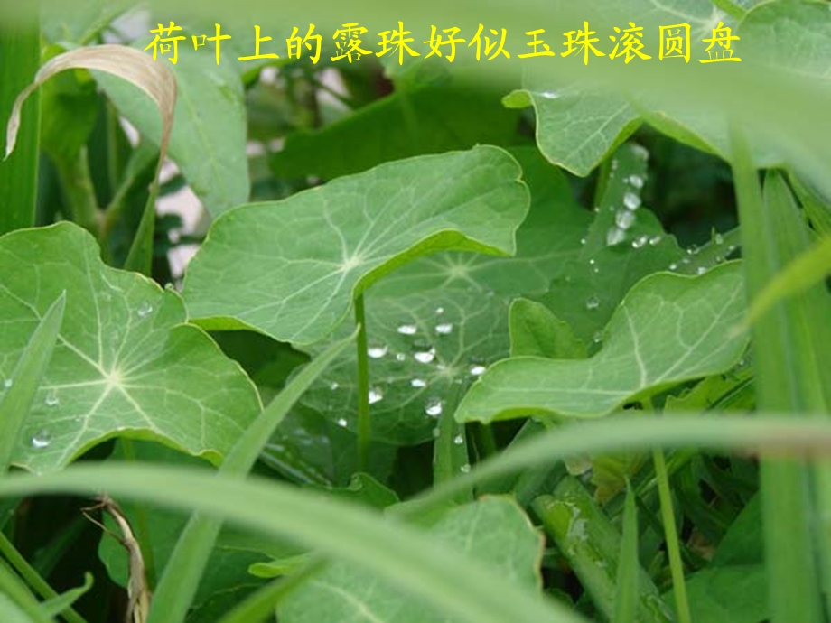 刘家茹汽化和液化修.ppt_第2页