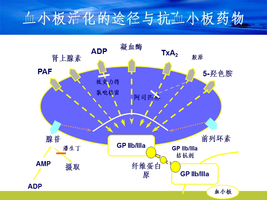 再谈抗血小板药物的胃肠道副作.ppt_第3页