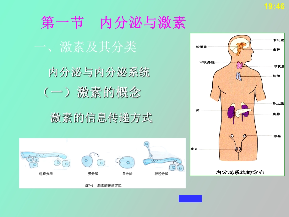 内分泌激素调节生理学.ppt_第3页