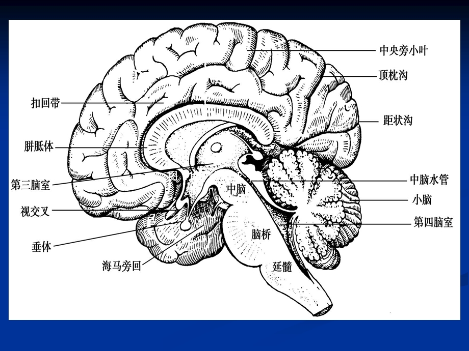 头颅CT基本知识.ppt_第3页