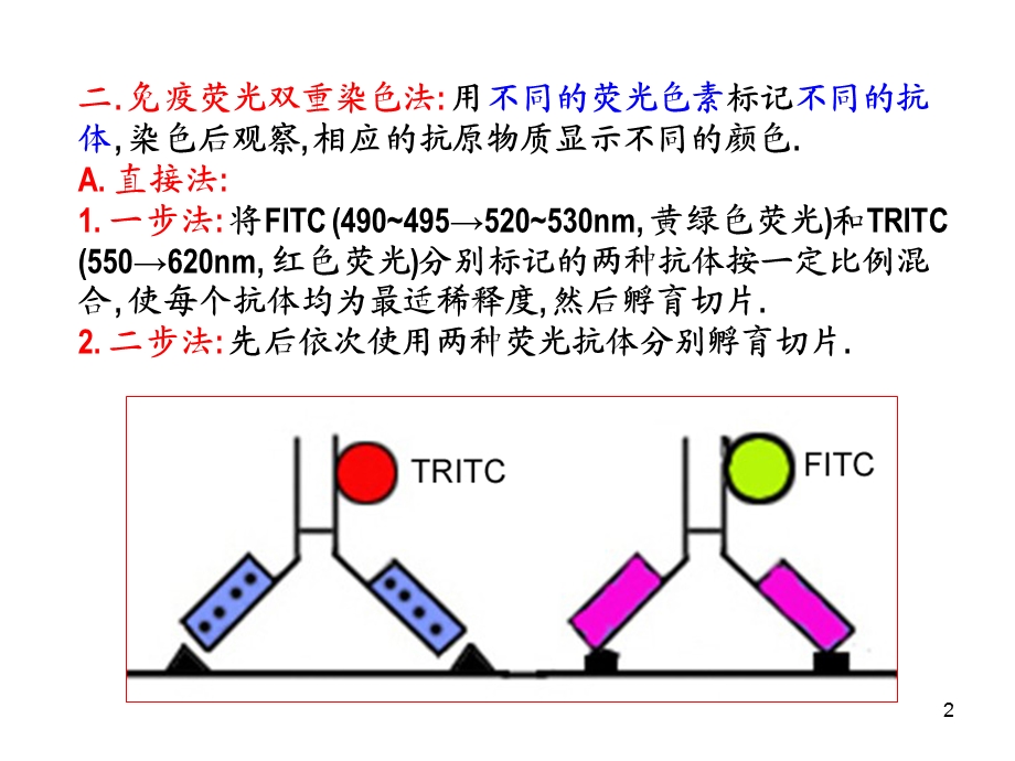 免疫组化双重染色技术.ppt_第2页