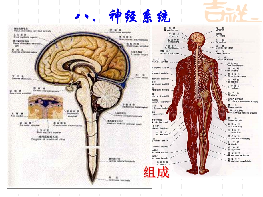 婴幼儿神经系统.ppt_第2页