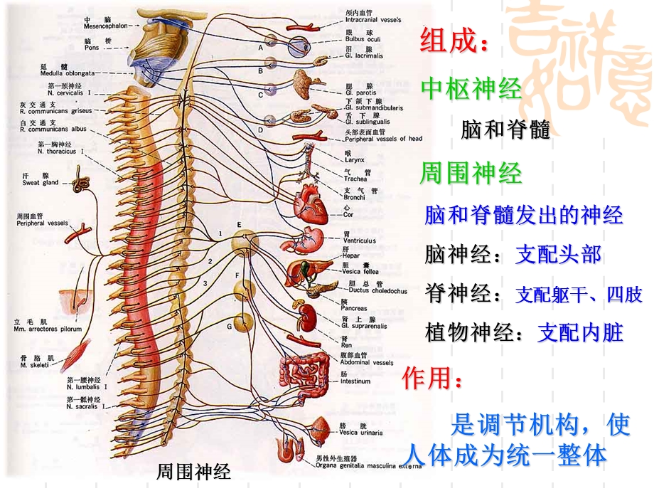 婴幼儿神经系统.ppt_第3页