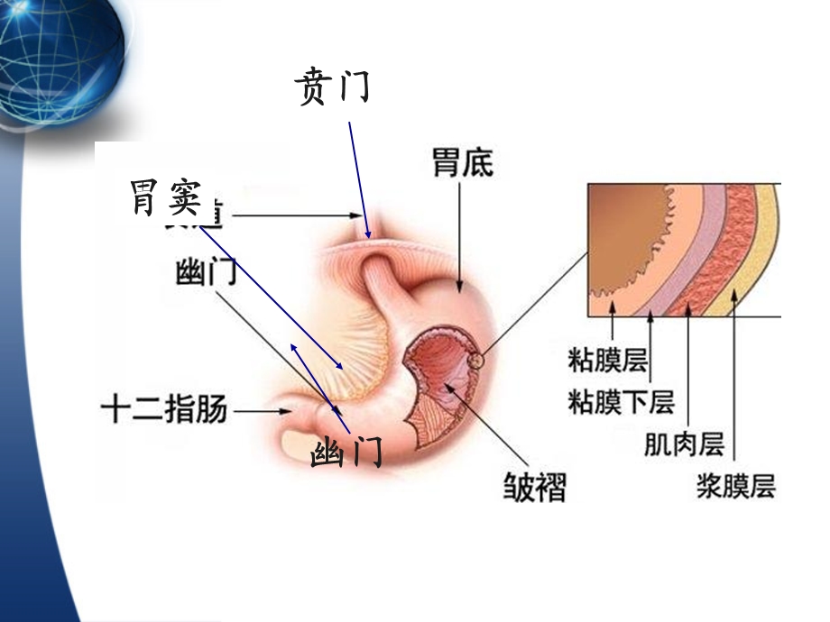 内科护理学课程胃炎.ppt_第3页