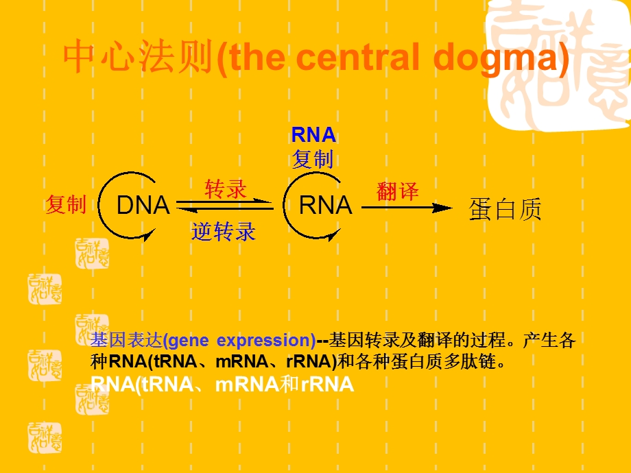 典型乳糖操纵子的诱导原理.ppt_第2页