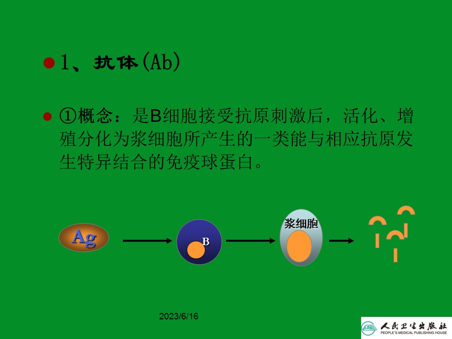 免疫学第24章免疫球蛋白与抗体.ppt_第2页