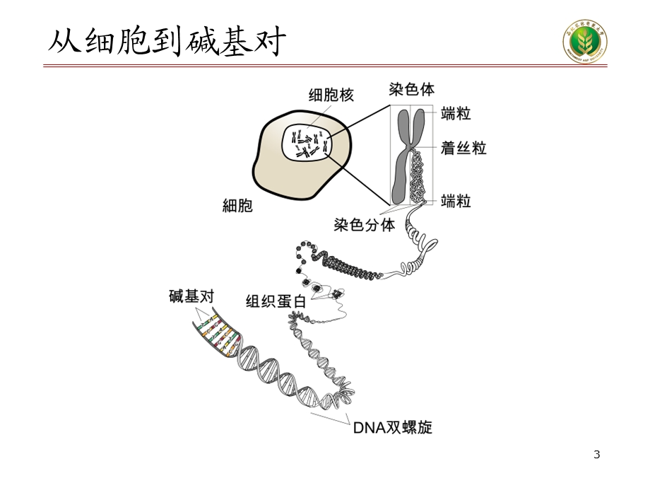 制药工艺学8复习.ppt_第3页