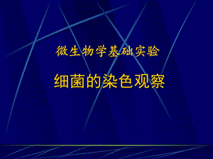 04细菌的革兰氏染色观察.ppt