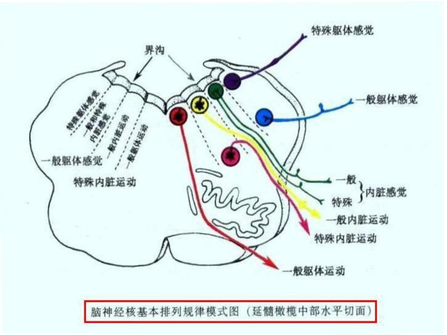 图解中脑、桥脑、延髓解剖及病变综合征.ppt_第2页