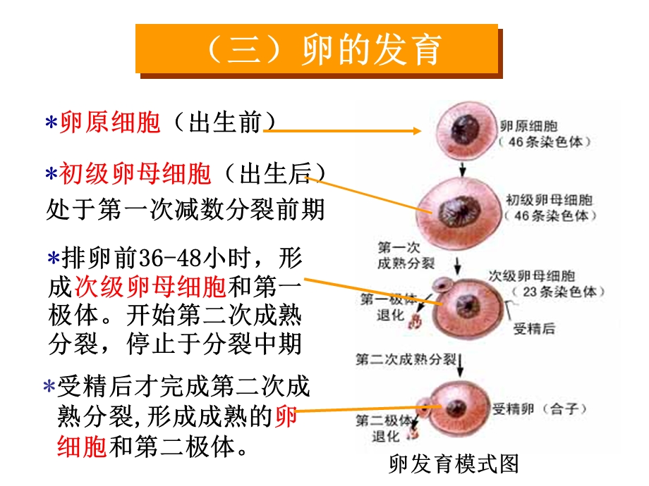 卵巢排卵与生殖.ppt_第2页