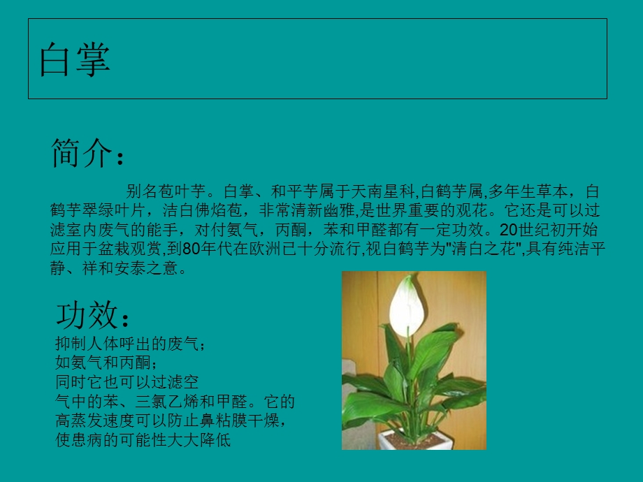 室内适合放置的植物.ppt_第3页