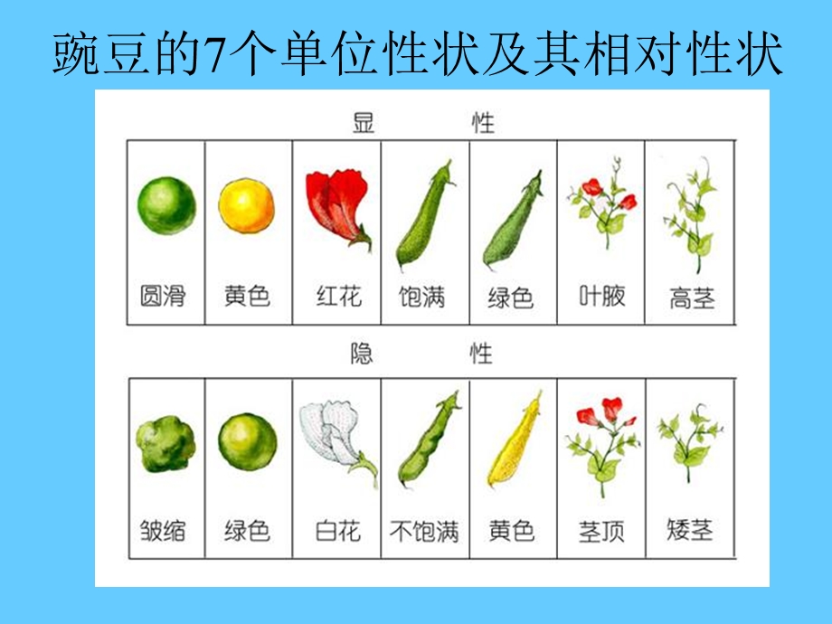 数量性状的遗传.ppt_第3页