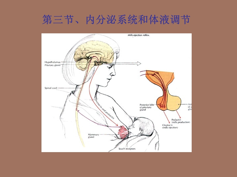 内分泌系统与体液调节上.ppt_第1页