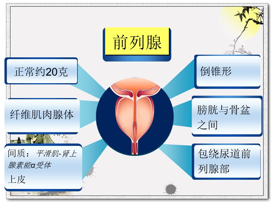 前列腺增生症患者的护理.ppt_第3页