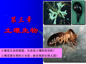 土壤生物森林土壤.ppt