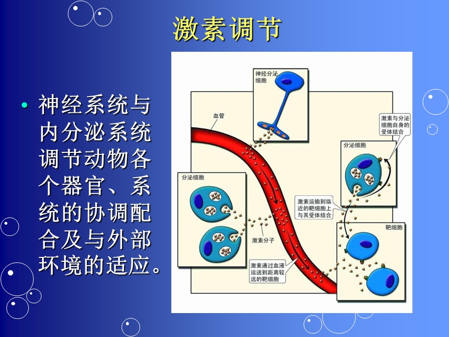 内分泌系统与化学调节.ppt_第3页