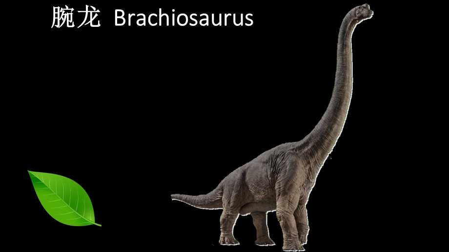 恐龙种类中英文对照dinosaurflashcards.ppt_第3页